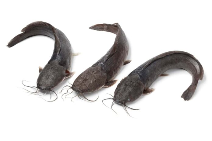Catfish Fingerlings